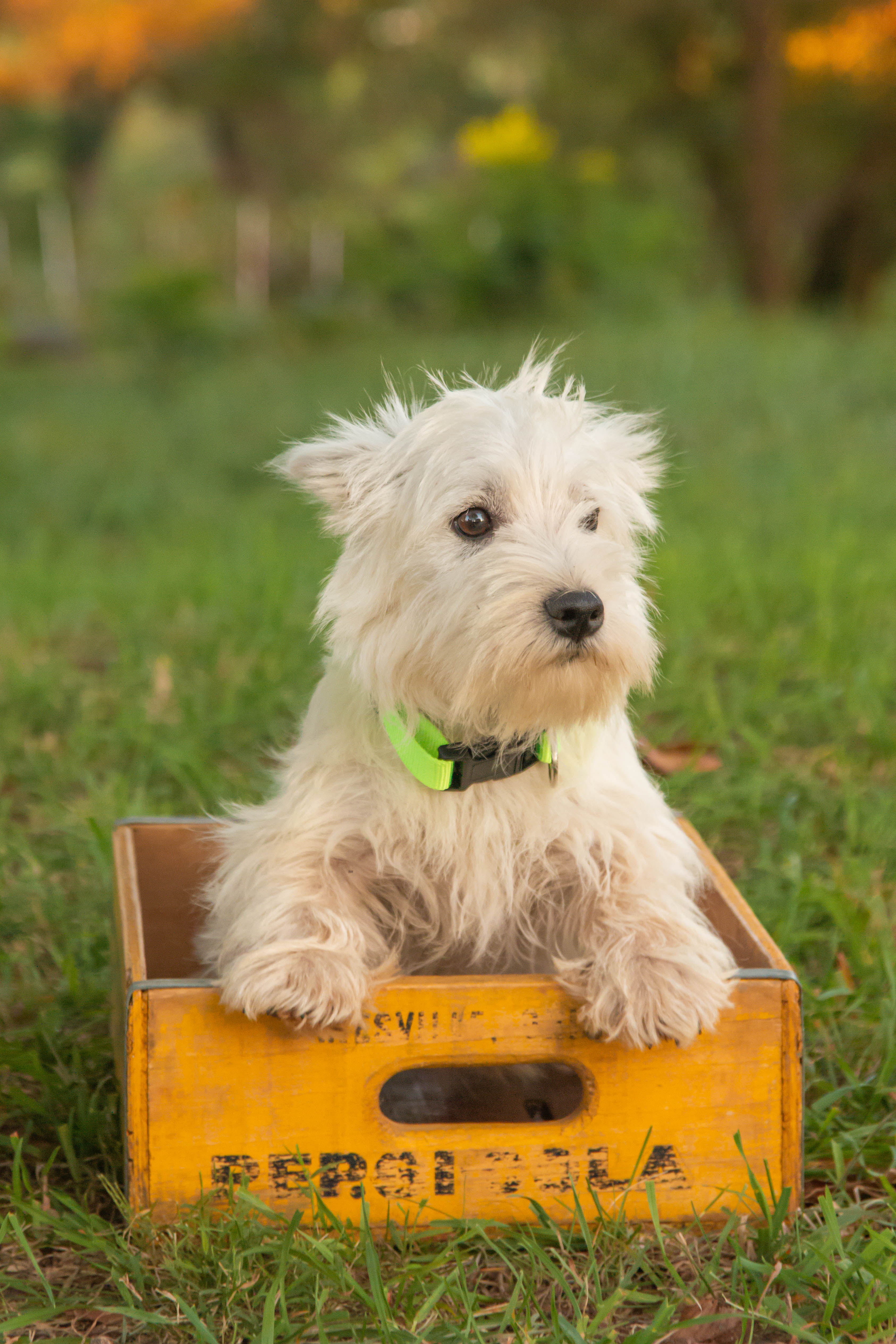 puppy, for, sale, West Highland White Terrier, Amos B. King, dog, breeder, Romney, WV, dog-breeder, puppy-for-sale, forsale, nearby, find, puppyfind, locator, puppylocator, aca